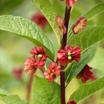 Lonicera involucrata var. ledebourii - Caprifoglio