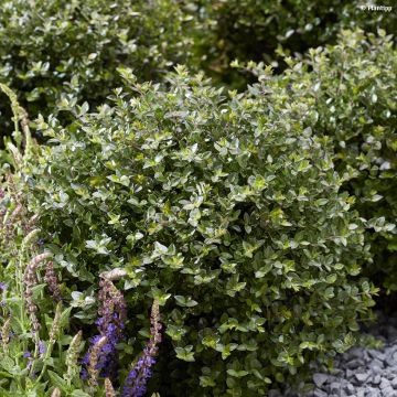 Lonicera nitida Garden Clouds Copper Glow