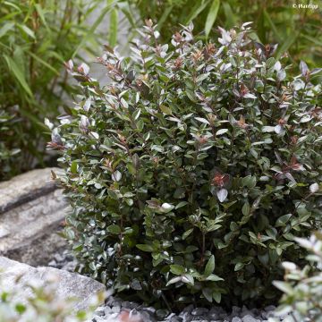 Lonicera nitida Purple Storm