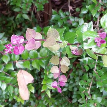 Lonicera nitida Red Tips