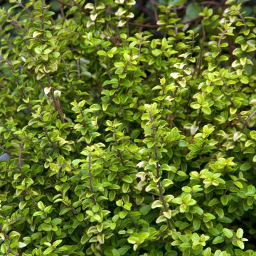 Lonicera nitida Twiggy