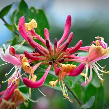 Lonicera periclymenum Belgica Select - Caprifoglio atlantico