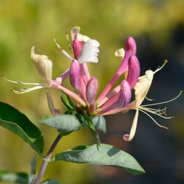 Lonicera periclymenum Belgica - Caprifoglio atlantico