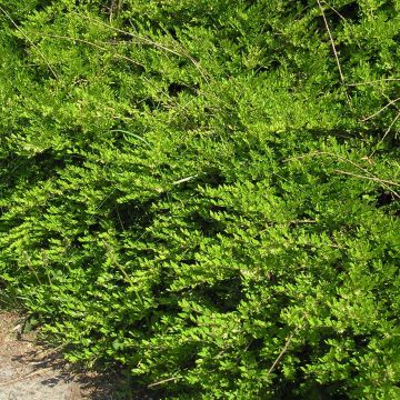 Lonicera pileata - Caprifoglio a cupola