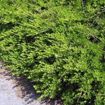 Lonicera pileata Mossgreen - Caprifoglio a cupola