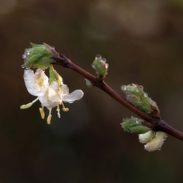 Lonicera purpusii Winter Beauty - Caprifoglio