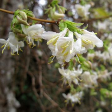 Lonicera purpusii Winter Beauty - Caprifoglio