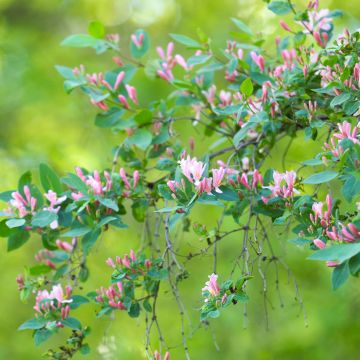 Lonicera tatarica - Caprifoglio dei Tatari