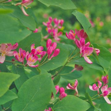 Lonicera tatarica Hack's Red - Caprifoglio dei Tatari