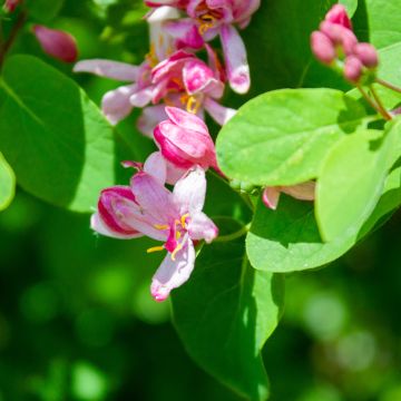 Lonicera tatarica Rosea - Caprifoglio dei Tatari