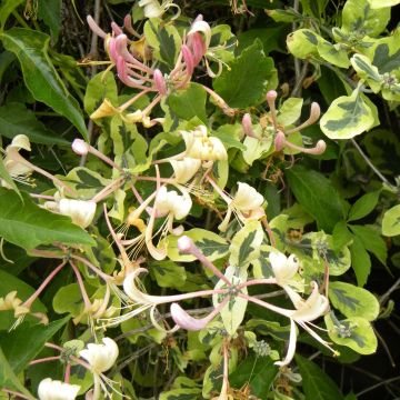 Lonicera caprifolium var. Italica Harlequin - Caprifoglio