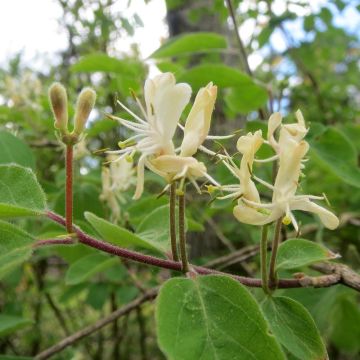 Lonicera xylosteum - Caprifoglio peloso