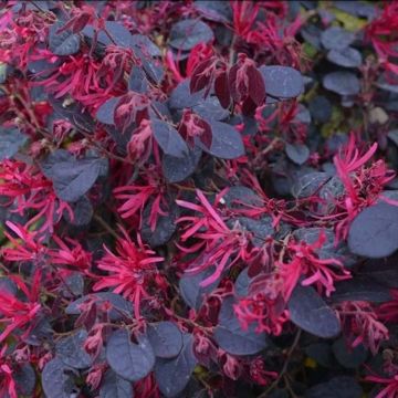 Loropetalum chinense Black Pearl