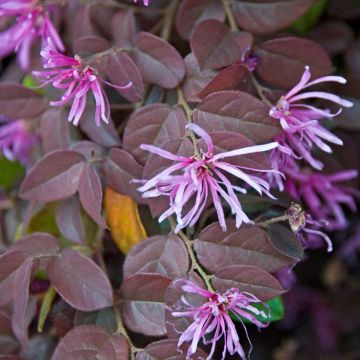 Loropetalum chinense var. rubrum Pipa's Red