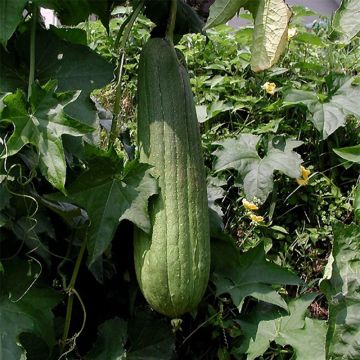 Luffa cylindrica - Girasole