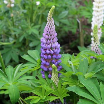 Lupinus Gallery Blue - Lupino