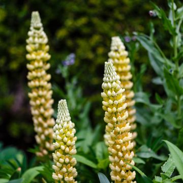 Lupinus Gallery Yellow - Lupino