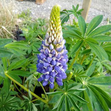 Lupinus The Governor - Lupino