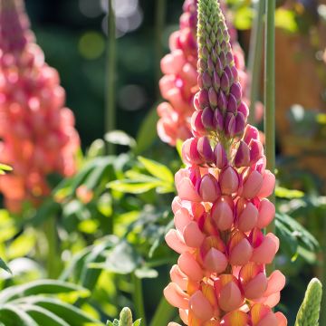 Lupinus West Country Terracotta - Lupino