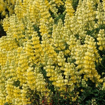 Lupinus arboreus - Lupino