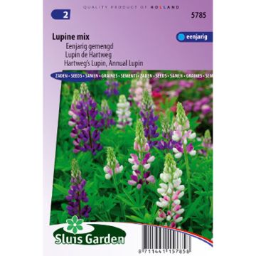 Lupinus hartwegii - Lupino