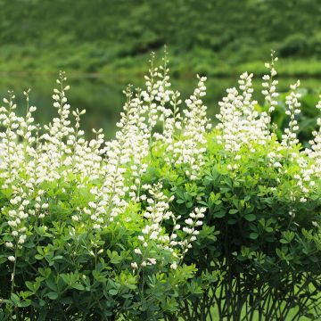 Baptisia australis Alba - Indaco falso bianca