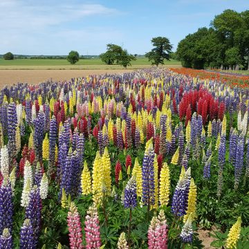 Lupinus polyphyllus Band Of Nobles - Lupino a fogliole numerose