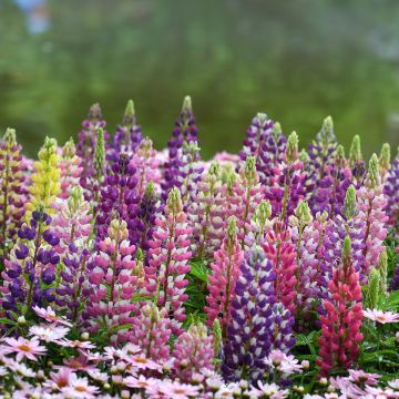 Lupinus Minaret - Lupino