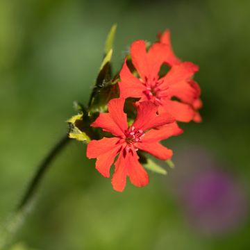 Lychnis arkwrightii Vesuvius - Crotonella