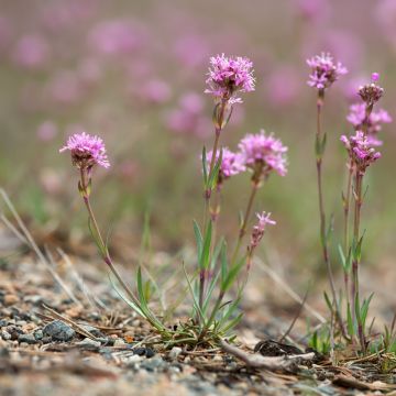 Lychnis alpina - Crotonella alpina