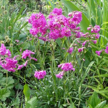 Lychnis alpina Rosea - Crotonella alpina