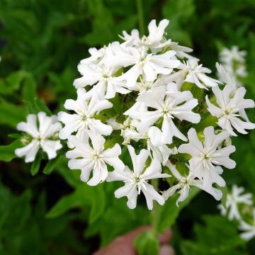 Lychnis chalcedonica Alba - Crotonella scarlatta