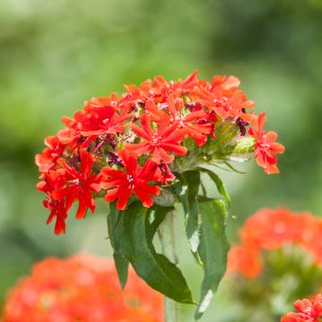 Lychnis chalcedonica Flore Pleno - Crotonella scarlatta