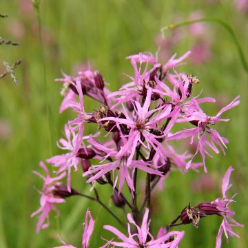 Lychnis flos-cuculi - Crotonella Fior di cuculo