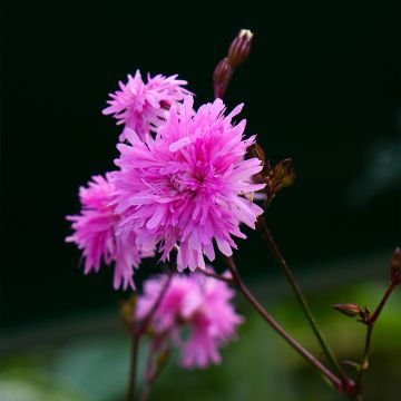 Lychnis flos-cuculi Petite Jenny - Crotonella Fior di cuculo