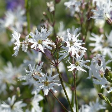 Lychnis flos-cuculi White Robin - Crotonella Fior di cuculo