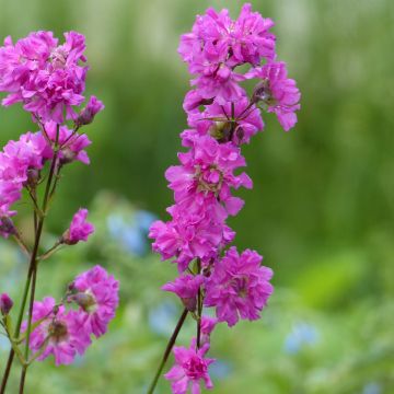 Lychnis viscaria Plena - Crotonella