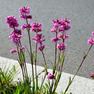 Lychnis viscaria Splendens - Crotonella