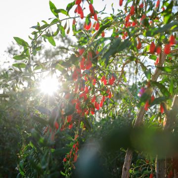 Lycium chinense - Goji