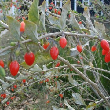 Lycium barbarum - Goji