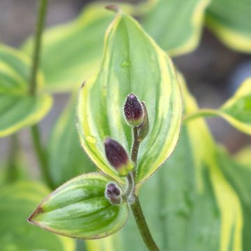 Tricyrtis formosana Autumn Glow