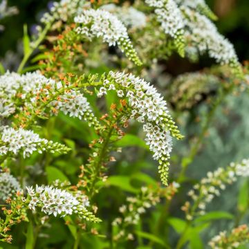 Lysimachia barystachys