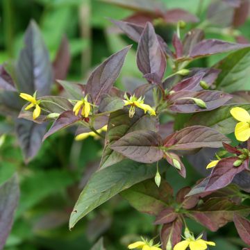 Lysimachia ciliata Fire Cracker