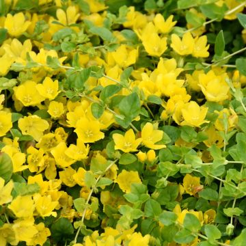 Lysimachia nummularia - Mazza d'oro minore