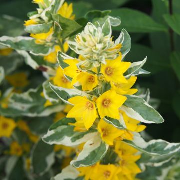 Lysimachia punctata Alexander - Mazza d'oro punteggiata