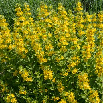 Lysimachia punctata - Mazza d'oro punteggiata