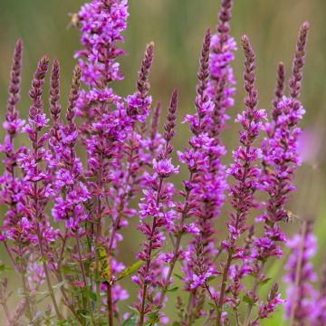 Lythrum salicaria - Salcerella comune