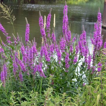 Lythrum salicaria The Beacon - Salcerella comune