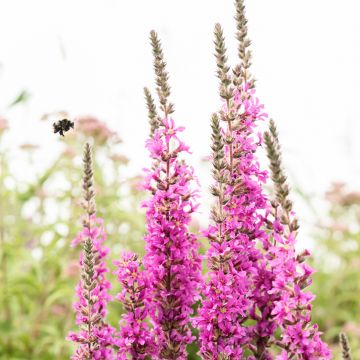 Lythrum virgatum Dropmore Purple