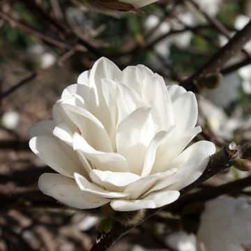 Magnolia Mags Pirouette